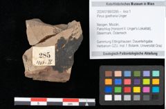 Foto (Objekt + Etikett) von Pinus goethana Unger (NHMW-GEO-2024-0188-0285)